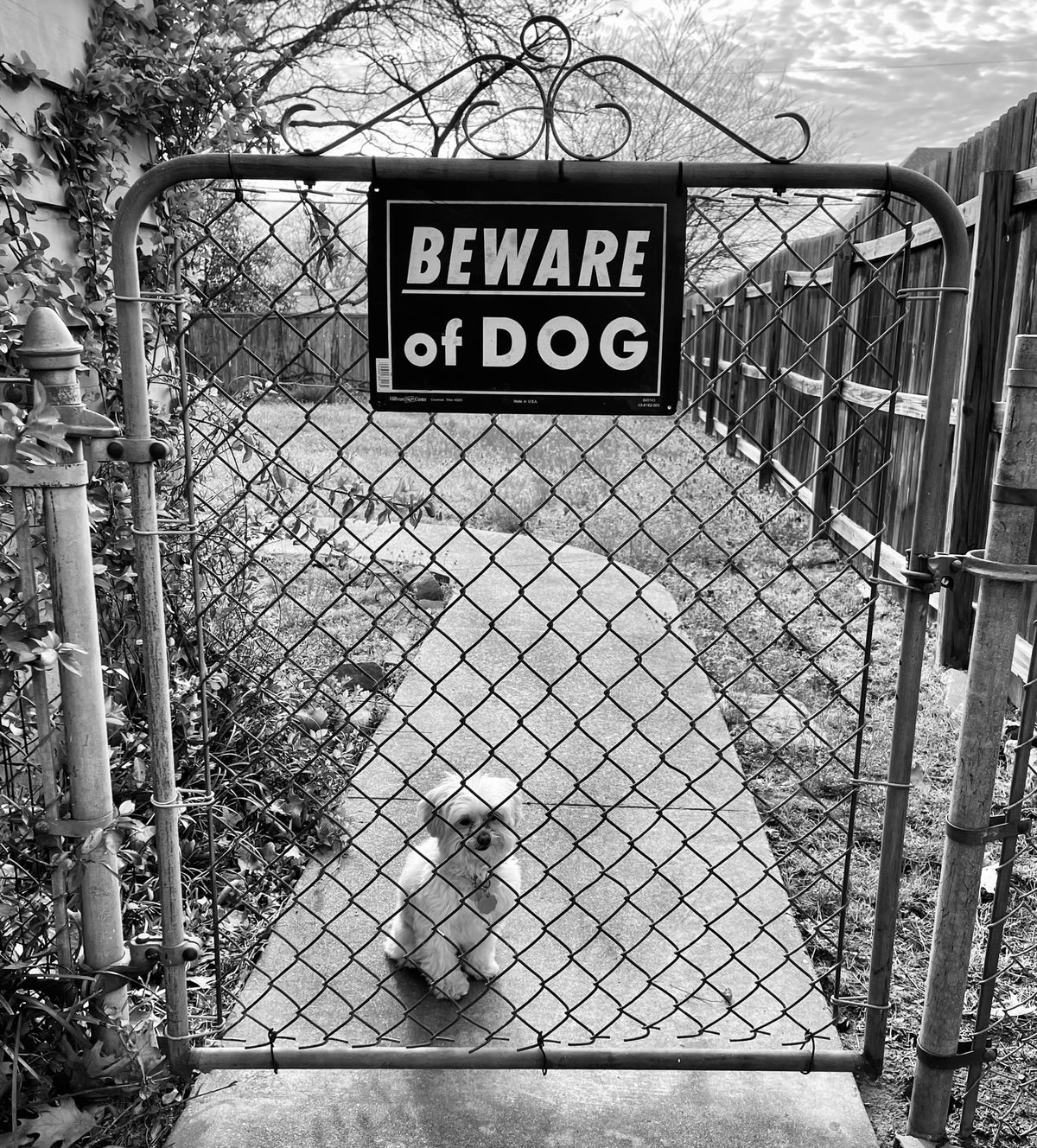 Seth Jennemann - Beware Of Dog